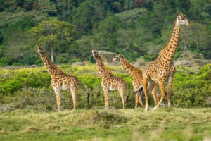Self-Drive 4x4 Car Rental with TopTent 13 mikumi safari