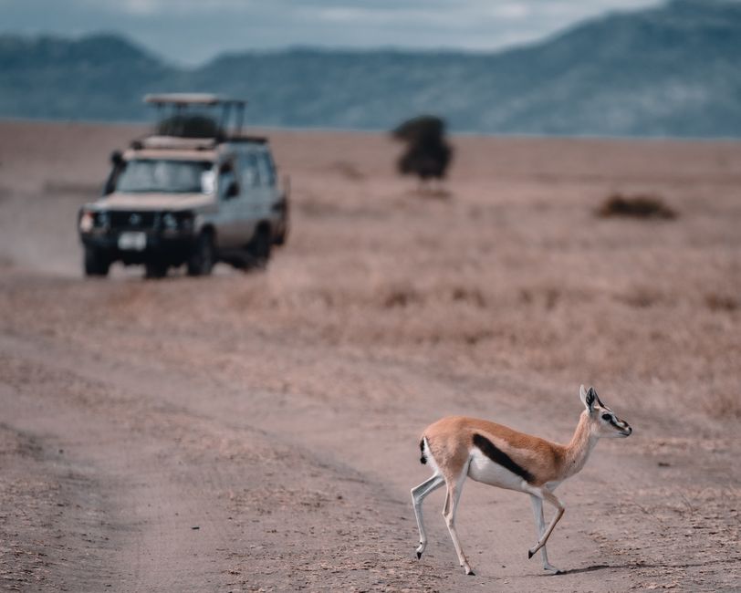 Rent a Car in Arusha Tanzania: What to Check Before You Book 5 Gazelle crossing savannah road with safari vehicle nearby