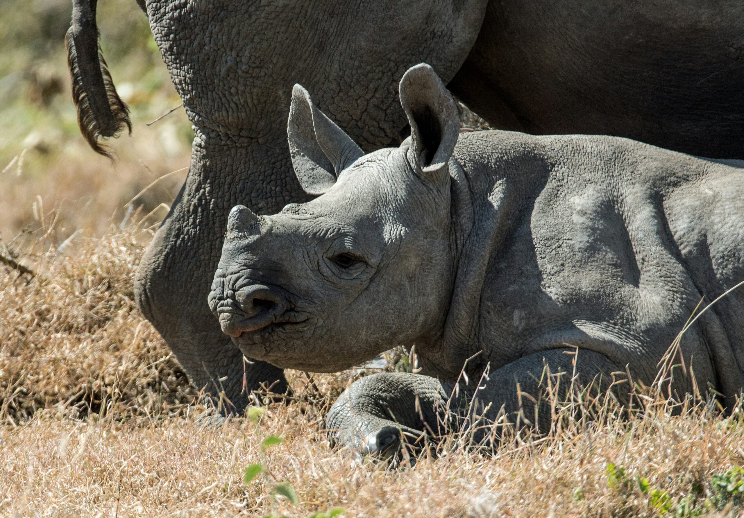 Baby Black rhino. A cute baby black rhino cuddles up to mum’s back legs