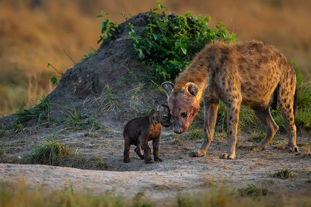 Baby-Hyena-Cuddling-Mom-Tanzania.jpg