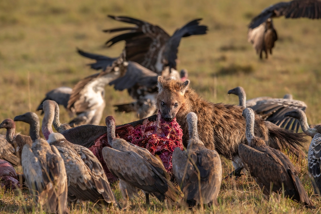 Hyena-Vultures-Fight-Over-Lleftover-Meat-Lion-Serengeti-Tanzania-1