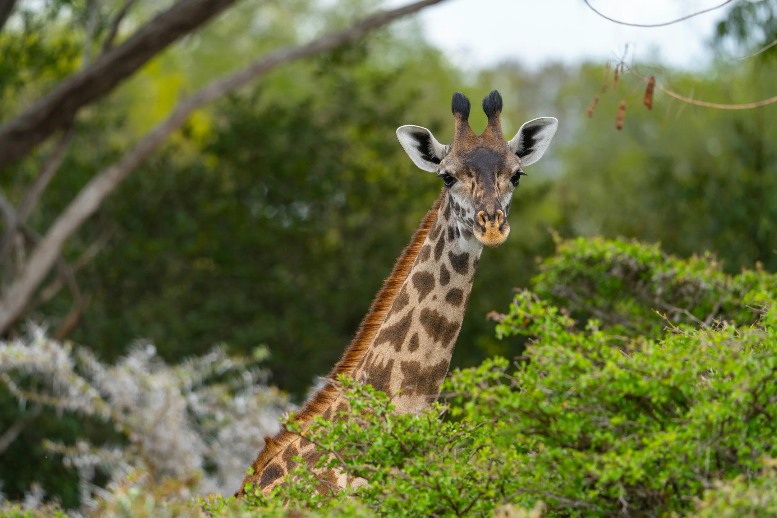 Nyerere National Park