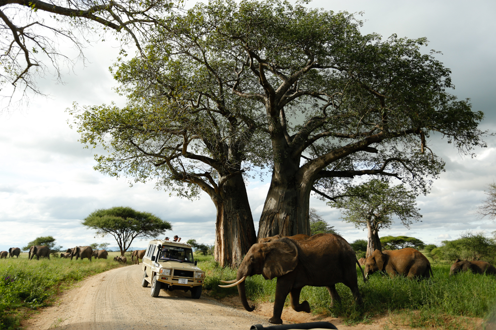 Tarangire National Park