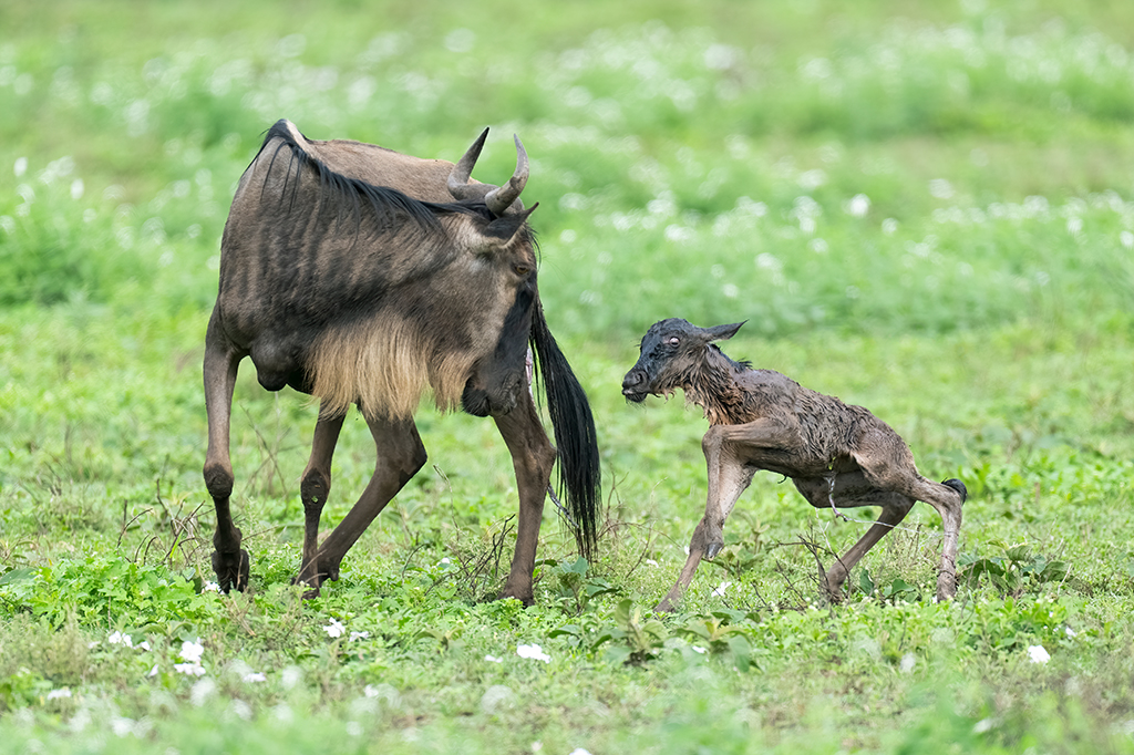 Wildebeest-Gnu-Ndutu-Tanzania-1