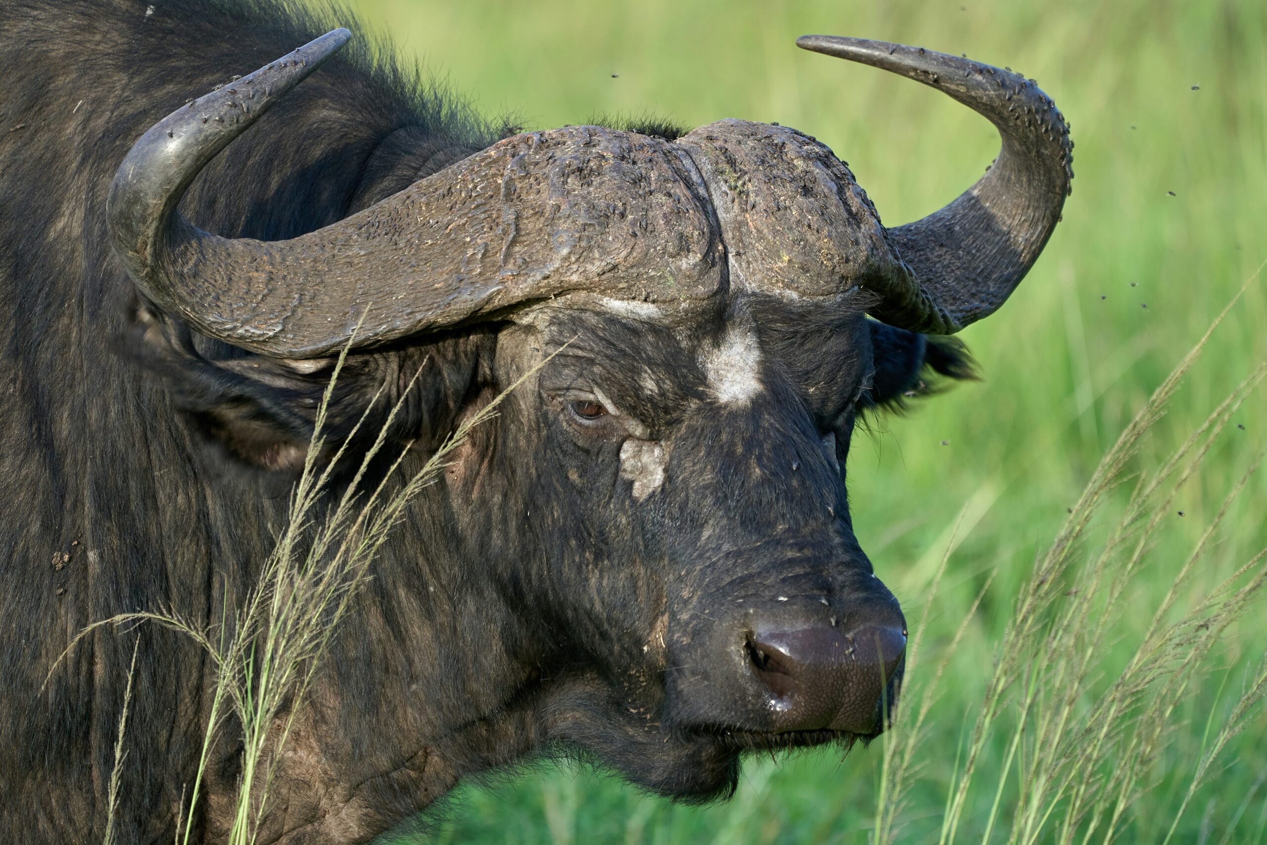 buffalo