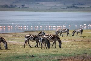 Zebras grazing by Lake Manyara with flamingos in Tanzania