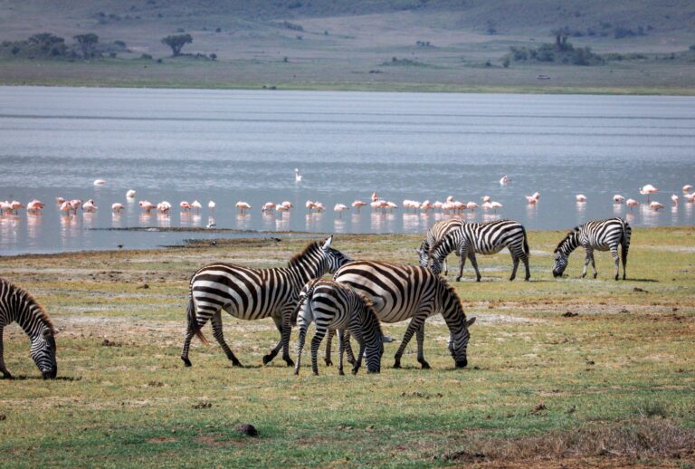 4x4 Mieten Tansania: Tipps für deutsche Selbstfahrer 3 Zebras grazing by Lake Manyara with flamingos in Tanzania