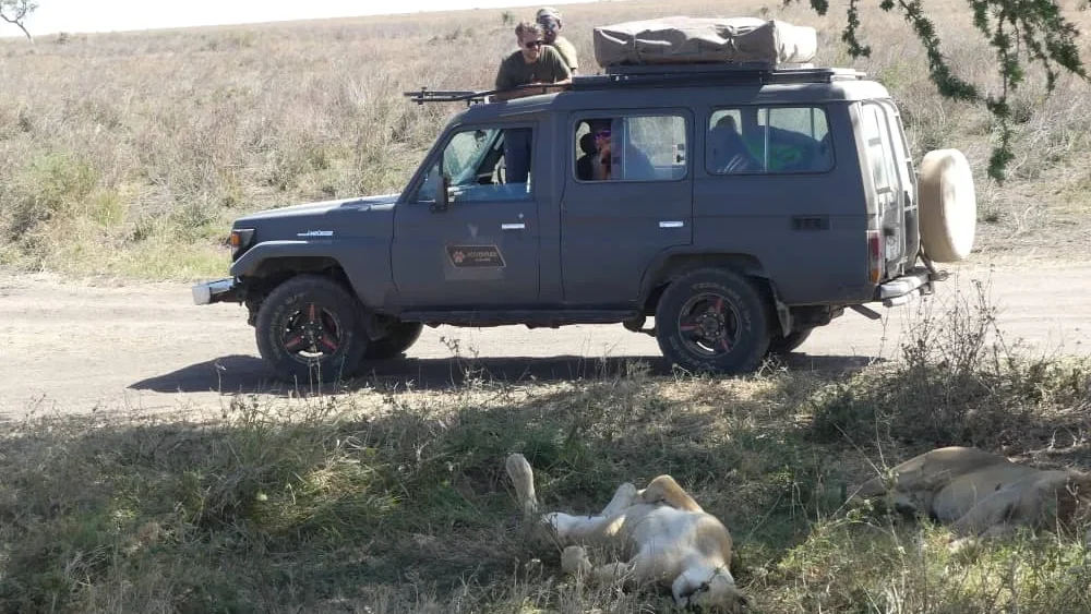 a Self-Drive 4x4 car with tourist checking on lion 